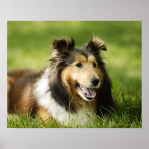 Póster Perro pastor de Shetland que se sienta en la