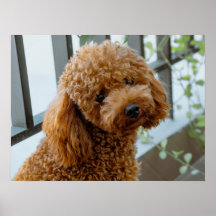 Perro picante de caniche marrón esponjoso