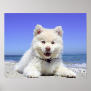Póster Perro picante de playa Flauta animal blanco fotogr