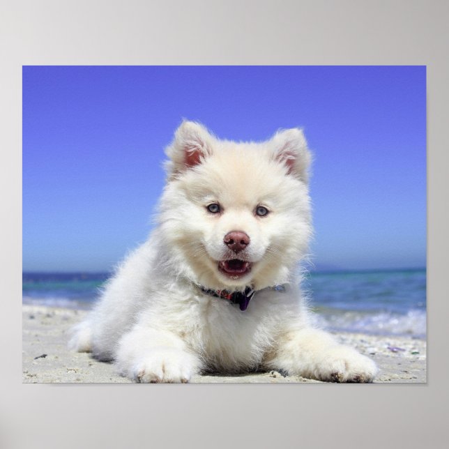 Póster Perro picante de playa Flauta animal blanco fotogr (Frente)
