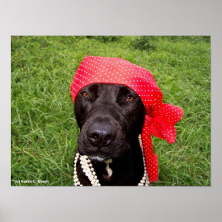 Póster Perro pirata, laboratorio negro, pasto verde de pa