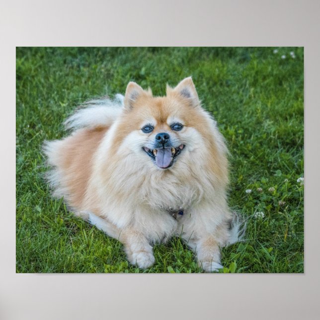 Póster Perro Pomerania crema sable en la hierba (Frente)