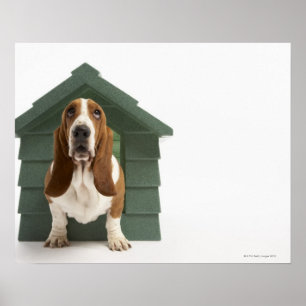 Póster Perro por perezoso