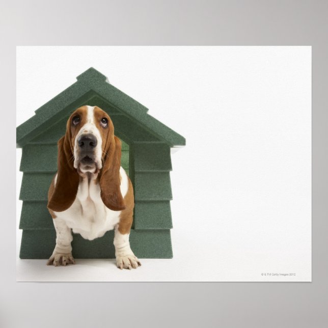 Póster Perro por perezoso (Frente)