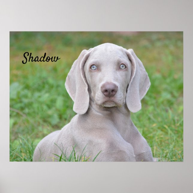 Póster Perro porcino de Weimaraner personalizado (Frente)
