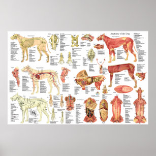 Póster Perro Poster de anatomía muscular veterinaria 24" 
