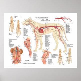 Póster Perro Poster de anatomía vascular de 18" X 24"