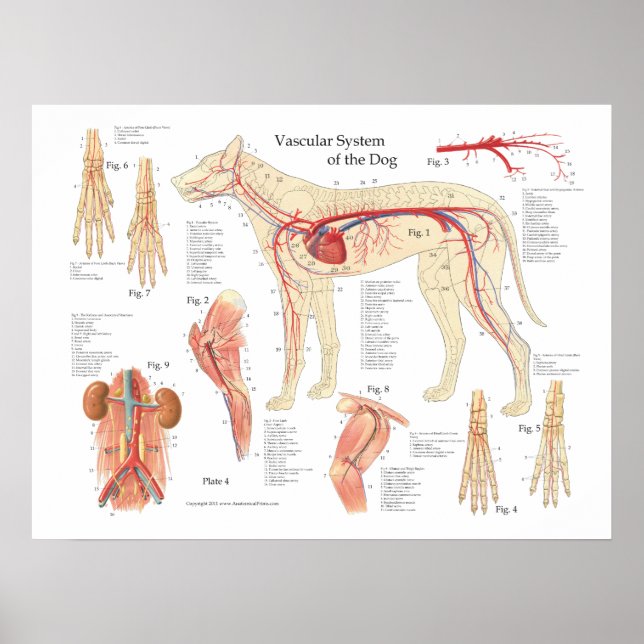 Póster Perro Poster de anatomía vascular de 18" X 24" (Frente)