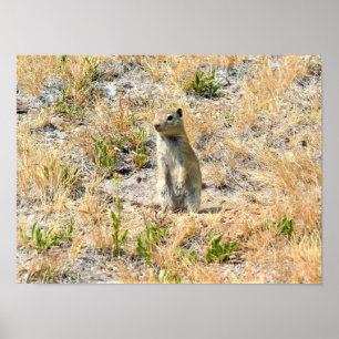 Póster Perro Prairie en Yosemite, CA