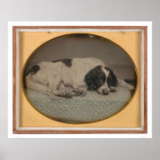 Póster Perro propiedad de Sheldon Nichols (3986)