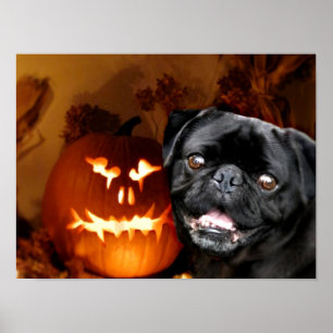Póster Perro Pug de Halloween