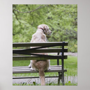 Póster Perro que se sienta en banco de parque