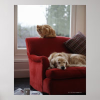 Perro recuperador de oro con ginger tabby cat