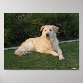 Póster Perro Relajante