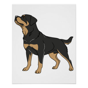 Póster Perro Rottweiler, Perro Rottweiler de pie