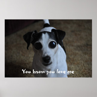 Póster perro, sabes que me amas.