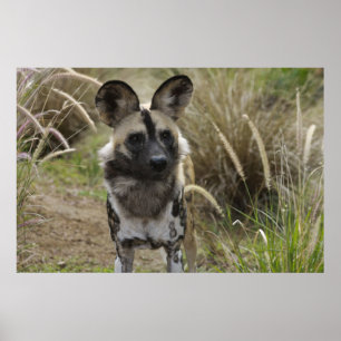 Póster Perro salvaje africano