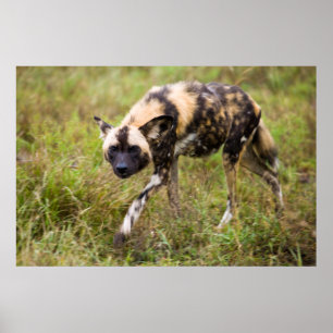 Póster Perro Salvaje Africano (Lycaon Pictus), Madikwe Ga