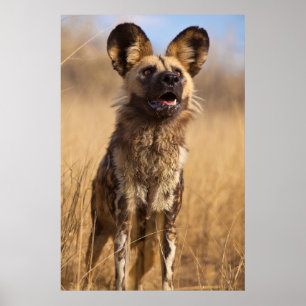 Póster Perro Salvaje Pintado Africano