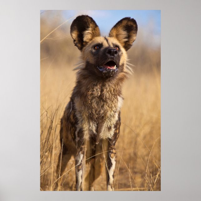 Póster Perro Salvaje Pintado Africano (Frente)