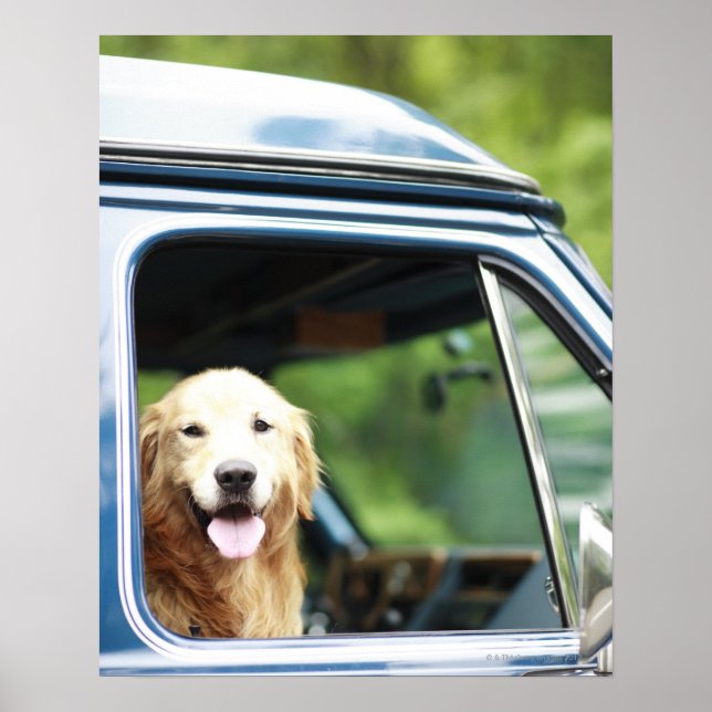Póster Perro sentado en el auto (Frente)