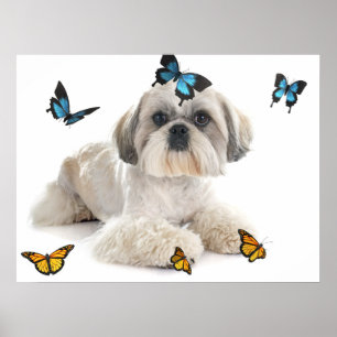 Póster Perro Shih Tzu Blanco