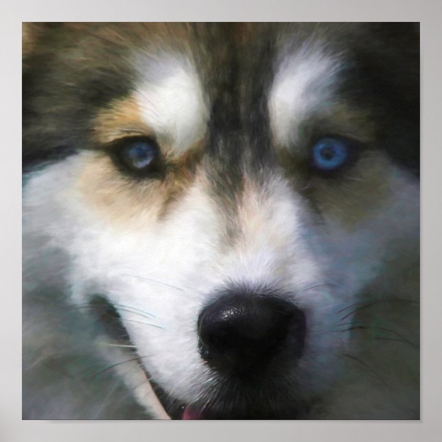 PÓSTER PERRO SIBERIANO HUSKY "LEJOS OJOS" (Frente)