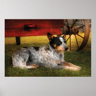 Póster Perro - Siempre Fiel