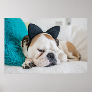 Póster Perro soñoliento de las imágenes el   de Getty con