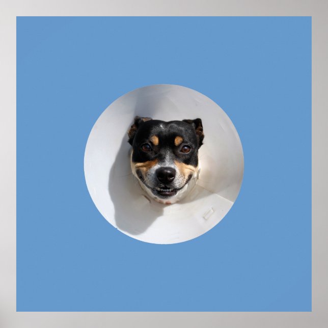 Póster Perro sonriente divertido (Frente)
