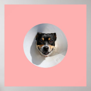 Póster Perro sonriente gracioso