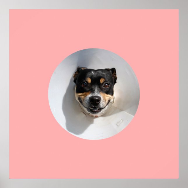 Póster Perro sonriente gracioso (Frente)