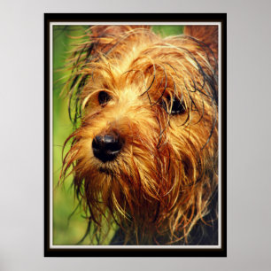 Póster Perro Terrier Adorable con cara húmeda