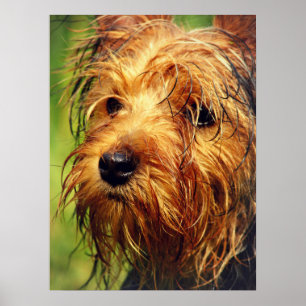 Póster Perro Terrier Adorable con cara húmeda