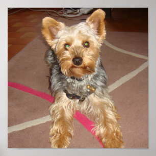 Póster perro "terrier de Yorkshire "
