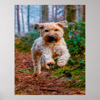 Póster Perro Terrier Trigo.