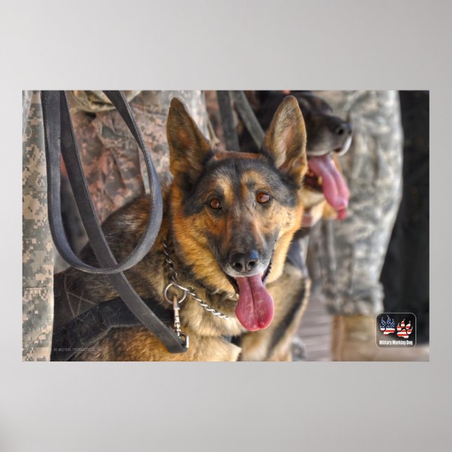 PÓSTER PERRO TRABAJADOR MILITAR DE EE.UU. (Frente)