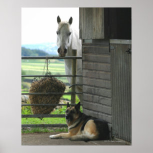 Póster Perro y caballo en un rancho en Menton, Francia