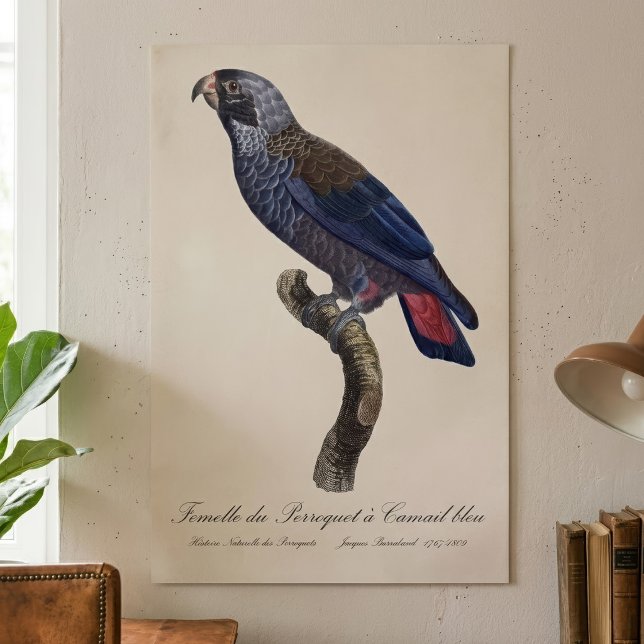 Póster Perroquet a un loro de Camail bleu / Dusky (Dusky Parrot or Dusky Pionus, Pionus fuscus. Poster)