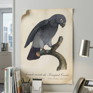 Póster Perroquet Cendre / Loro gris tineño africano