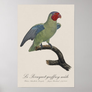 Póster Perroquet geoffroy macho / Loro con mejillas rojas