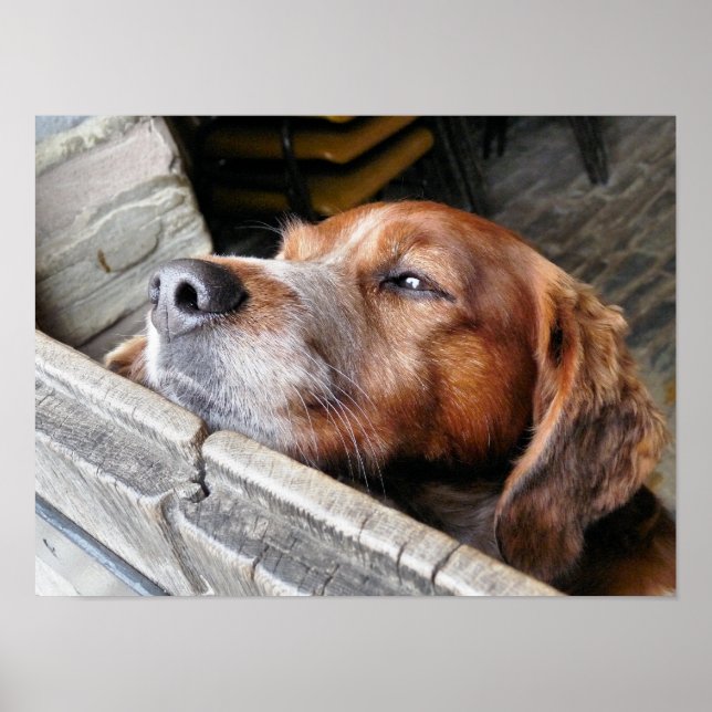 PÓSTER PERROS (Frente)