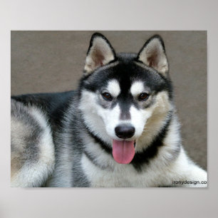 Póster Perros Alaskan Malamute