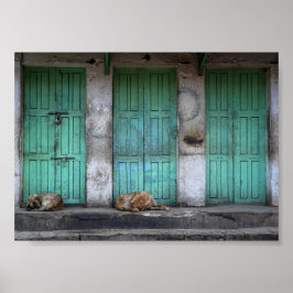 Póster Perros callejeros delante de puertas verdes sucias
