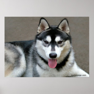 Póster Perros de Malamute de Alaskan