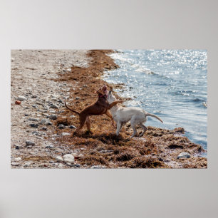 Póster Perros en la playa