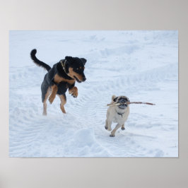 Póster Perros jugando en la nieve