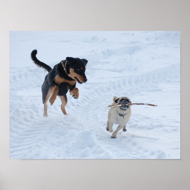 Póster Perros jugando en la nieve (Frente)