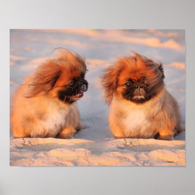 Póster Perros pekingeses (Frente)