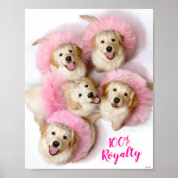 Perros Princesas de Tiaras